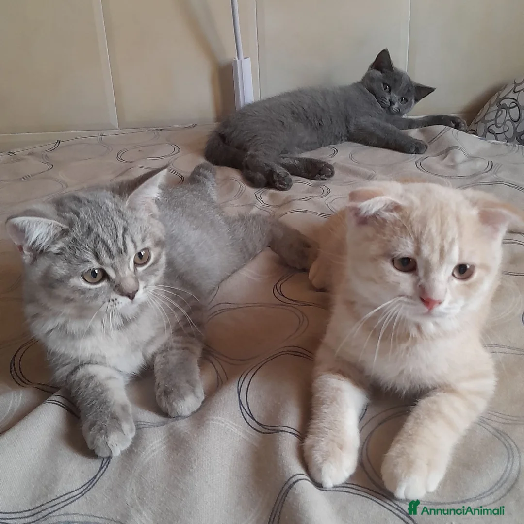 Scottish gatti in vendita: Cuccioli Scottish fold e Scottish straight  - Annuncio 2