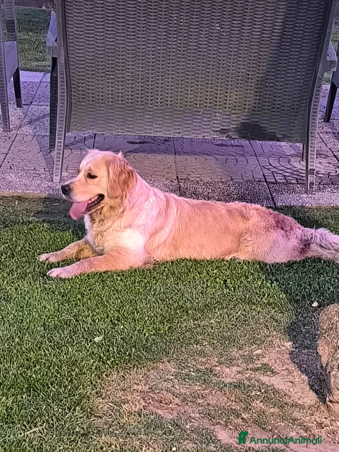 Golden Retriever cani in vendita: Cuccioli di Golden retriever con pedigree ENCI  - Annuncio 2