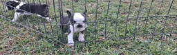 Boston Terrier cani in vendita: Cuccioli di Boston terrier pedigree enci  - Annuncio 6