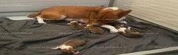 Basenji cani in vendita: Basenji disponibili con pedigree ENCI - Annuncio 8