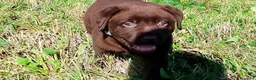 Labrador cani in vendita: Cucciola labrador cioccolato  - Annuncio 4