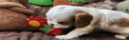 Cavalier King cani in vendita: Cuccioli di Cavalier King con pedigree - Annuncio 6