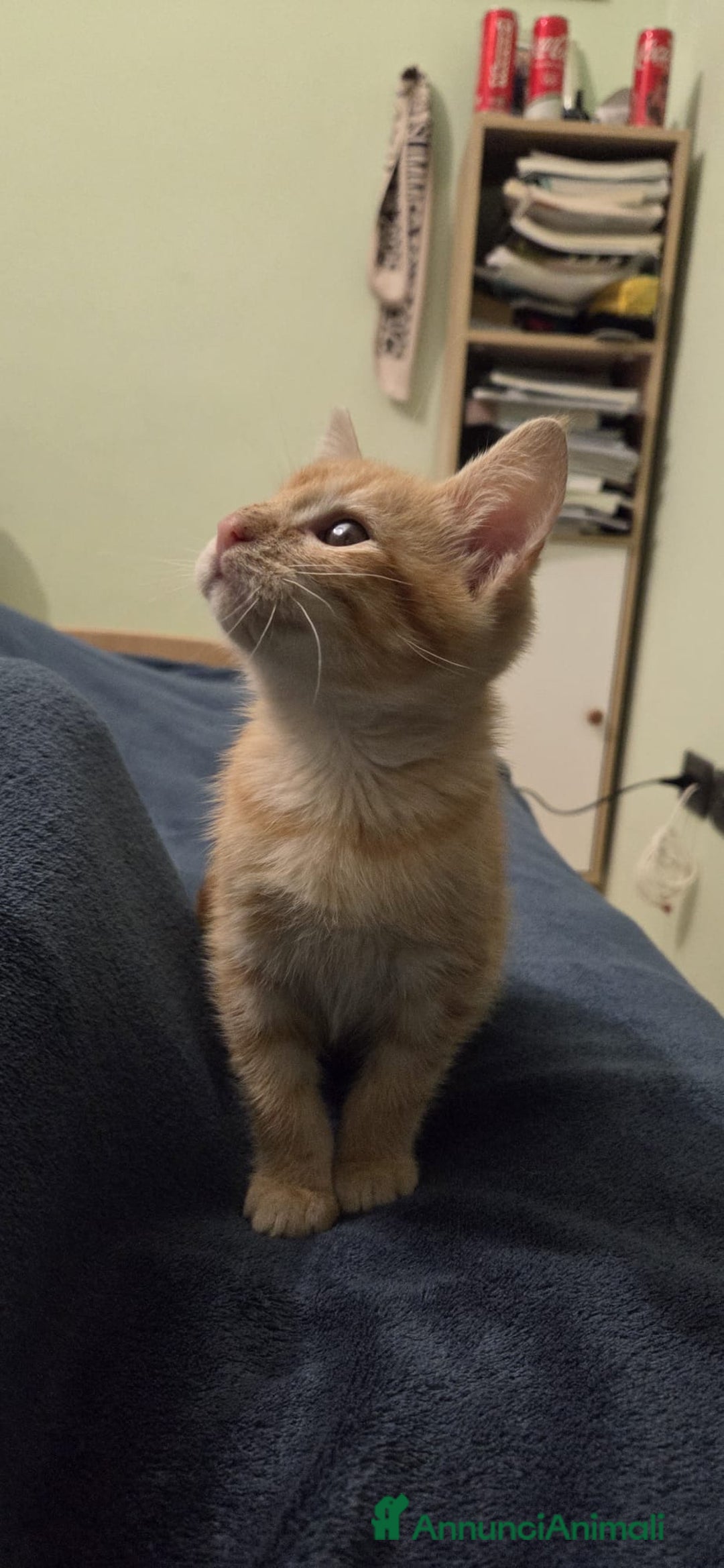 Altre razze gatti in regalo: GATTINI SPECIALI  - Annuncio 2