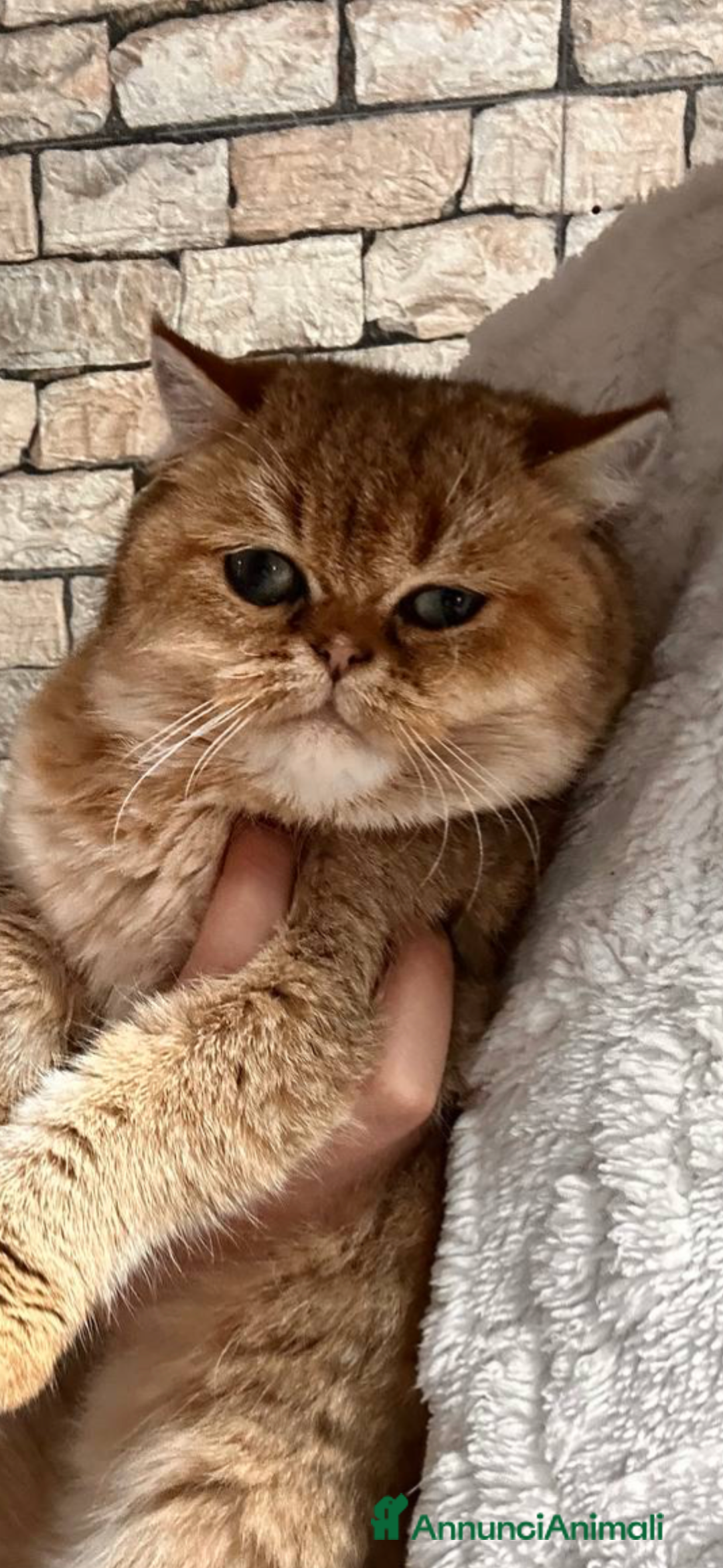 Scottish gatti in vendita: Scottish straight gold - Annuncio 3