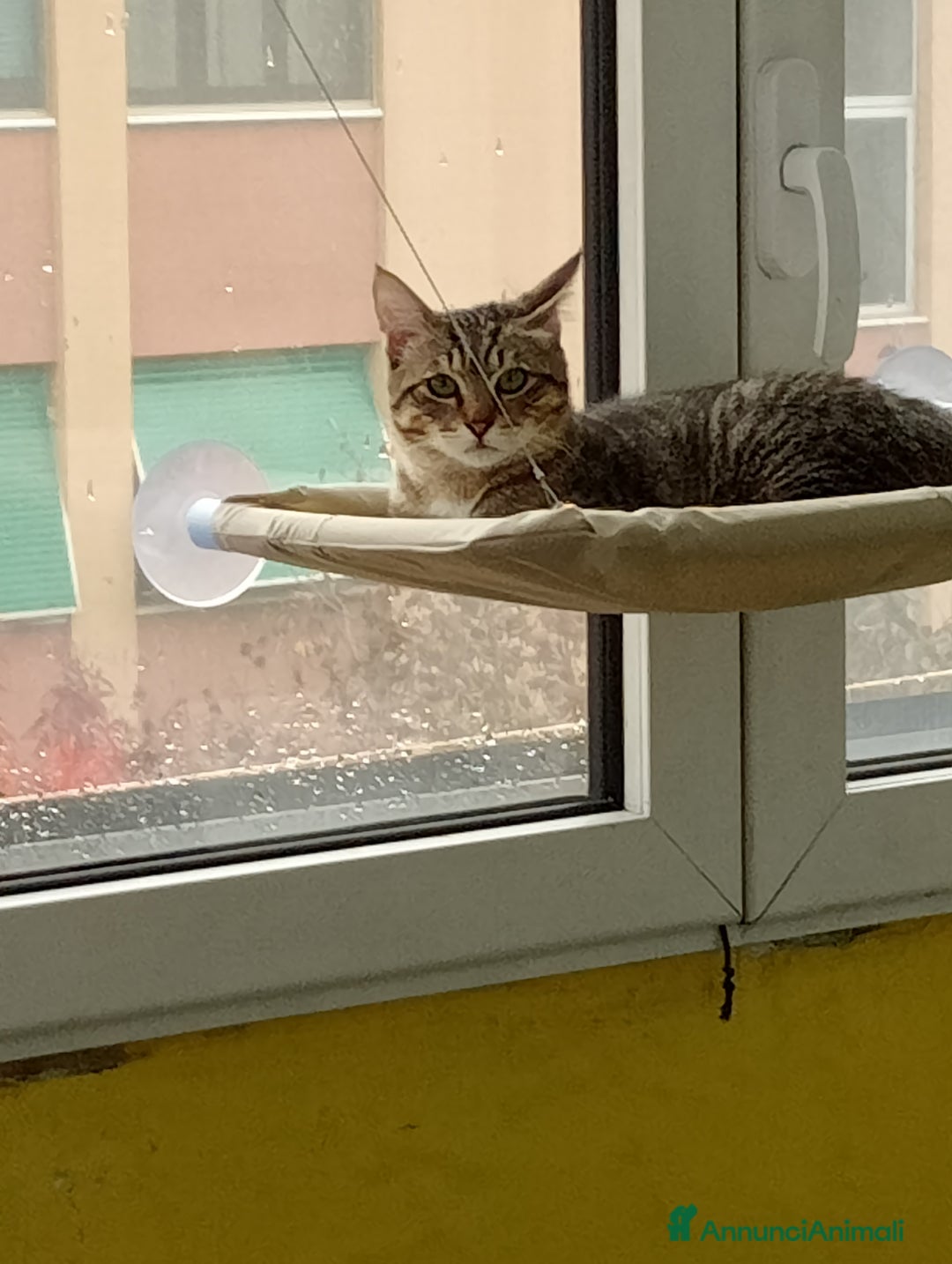 Europeo gatti in regalo: Gatto di quasi quasi 8 mesi  - Annuncio 3