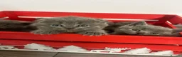 British gatti in vendita: Gattini schottish fold - Annuncio 10