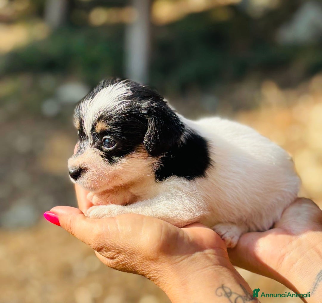 Jack Russell cani in vendita: Jack Russell pelo broken/ruvido a Calenzano - Immagine 28