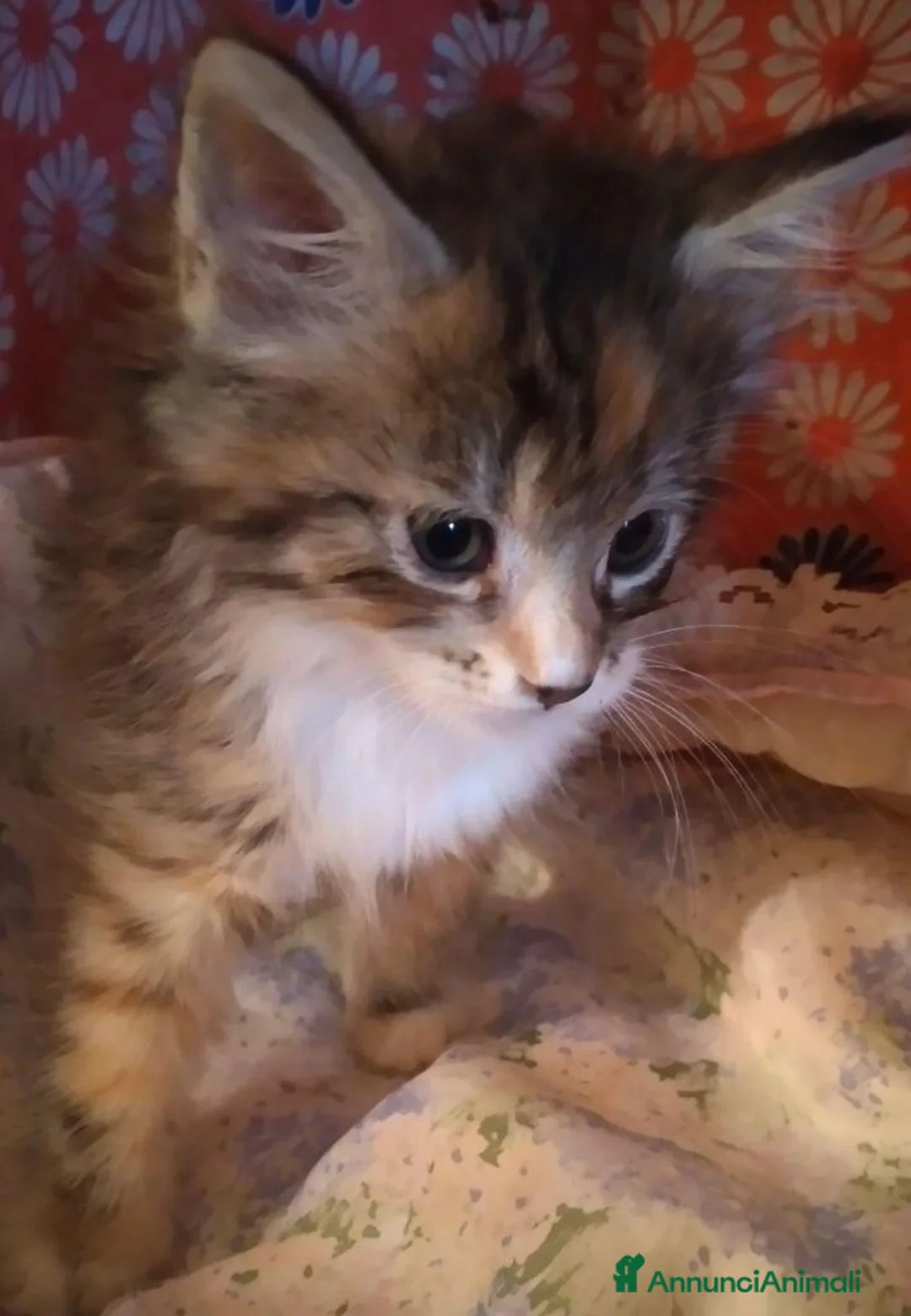 Maine Coon gatti in vendita: Tenera Cucciola di Maine Coon - Annuncio 2