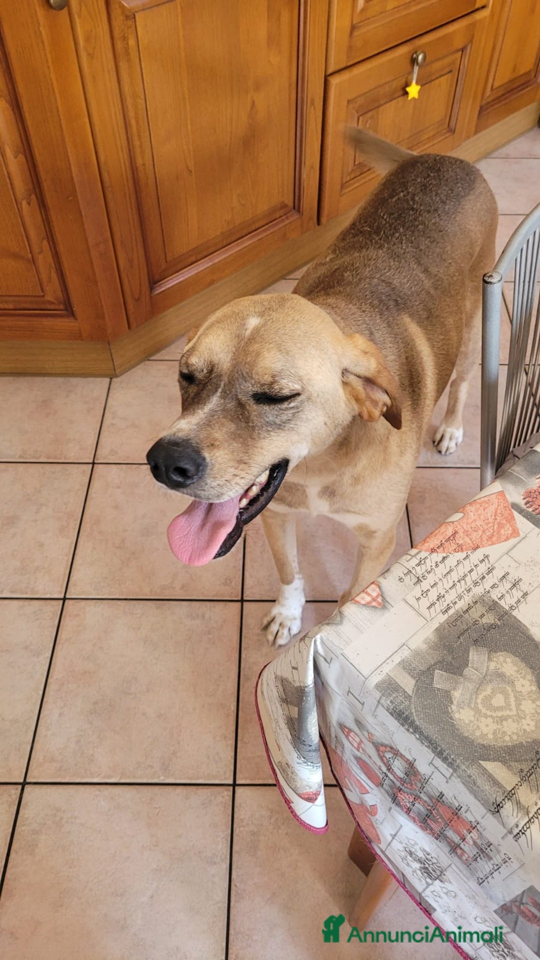 Meticcio cani in regalo: Splendido meticcio DYLAN a Città metropolitana di Milano - Annuncio 4