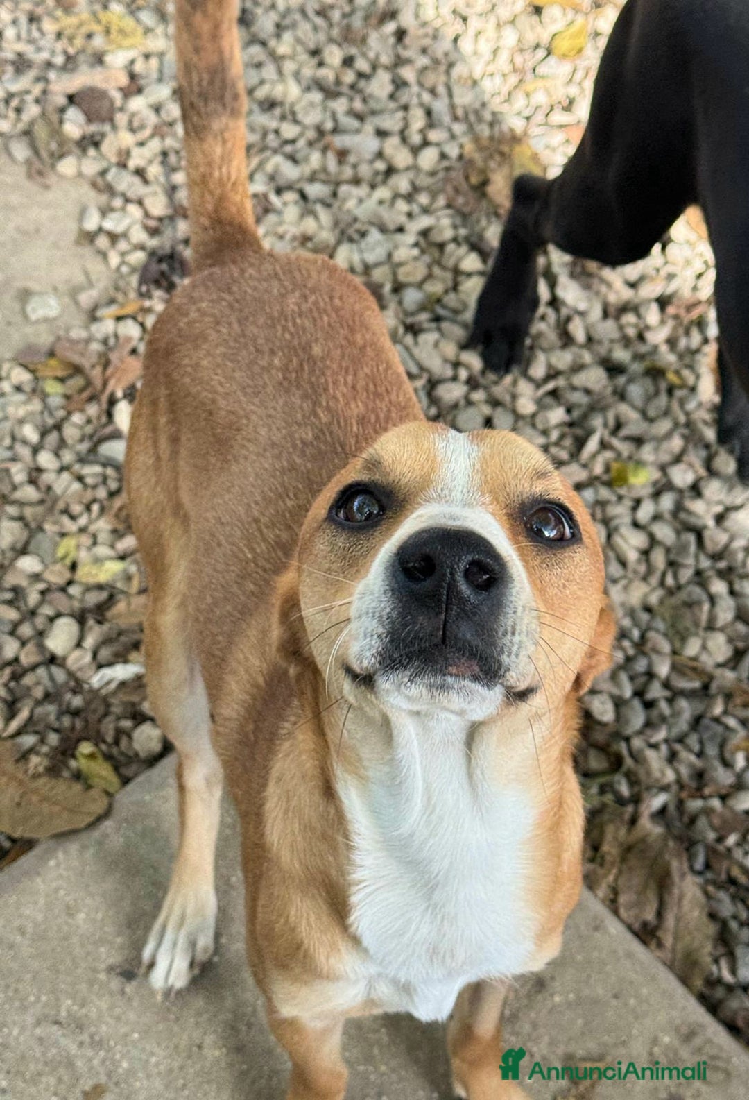 Meticcio cani in regalo: Anacleto 7 mesi taglia media piccola  - Annuncio 4