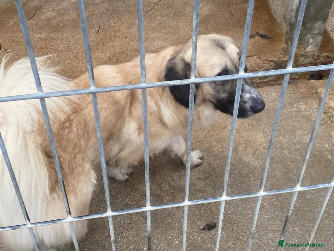 Meticcio cani in regalo: PACO CAGNOLINO FANTASTICO - Annuncio 7