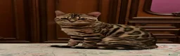 Bengala gatti in vendita: Maschietto bengala brown  - Annuncio 5