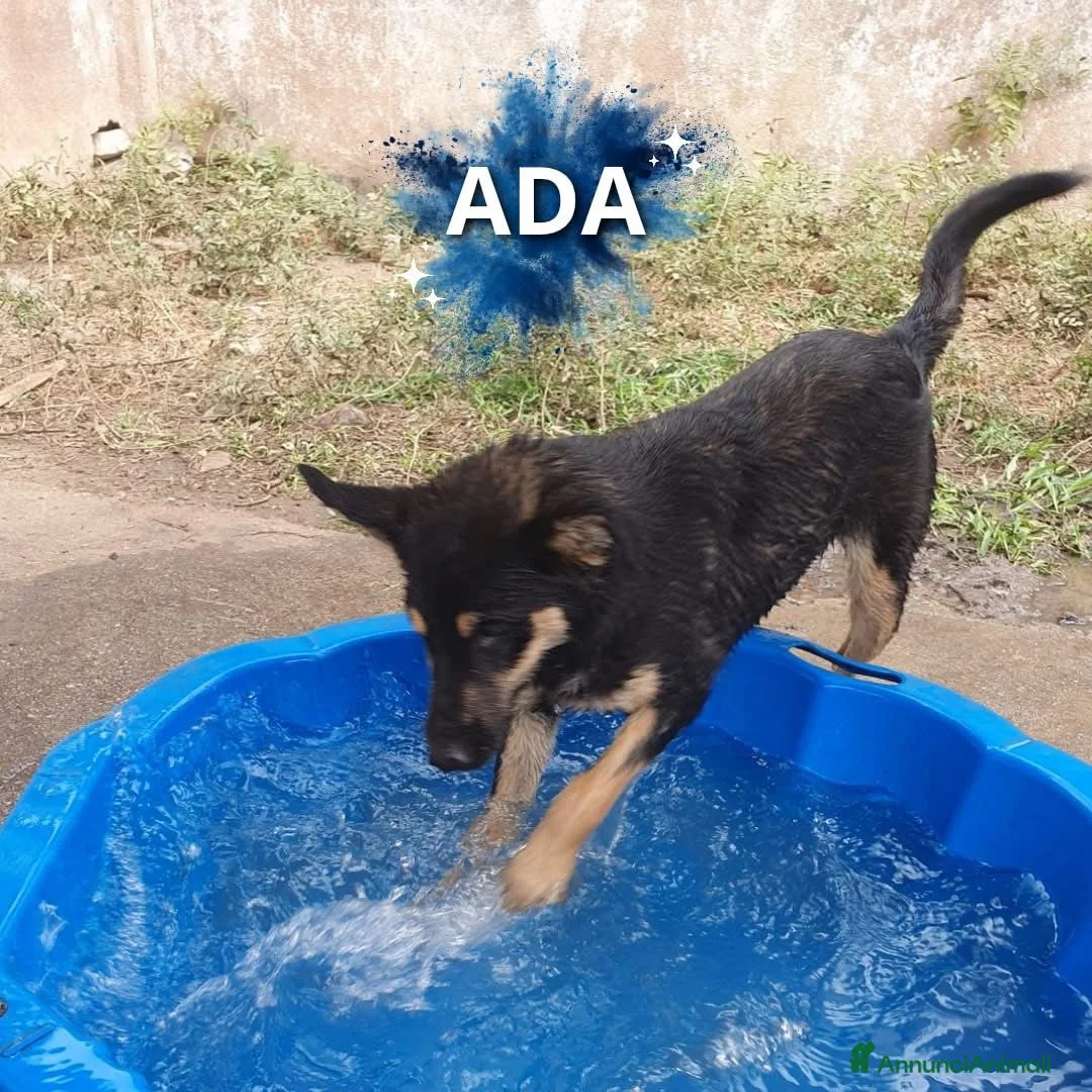 Meticcio cani in regalo: ADA 🩷 - taglia media. Perché nessuno chiama? 😢 - Annuncio 4