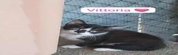 Meticcio gatti in regalo: Gattini adorabili in cerca di casa  a Città metropolitana di Milano - Annuncio 6