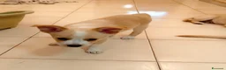 Meticcio cani in regalo: Demi meravigliosa cucciola taglia medio piccola  - Annuncio 2
