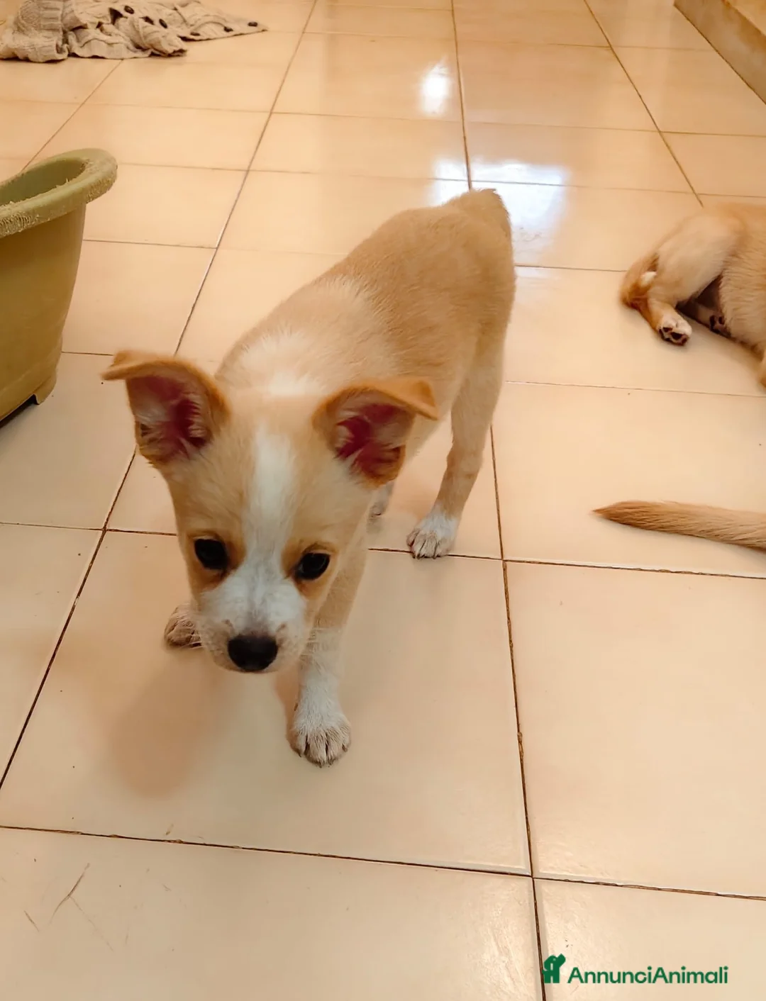 Meticcio cani in regalo: Demi meravigliosa cucciola taglia medio piccola  - Annuncio 2