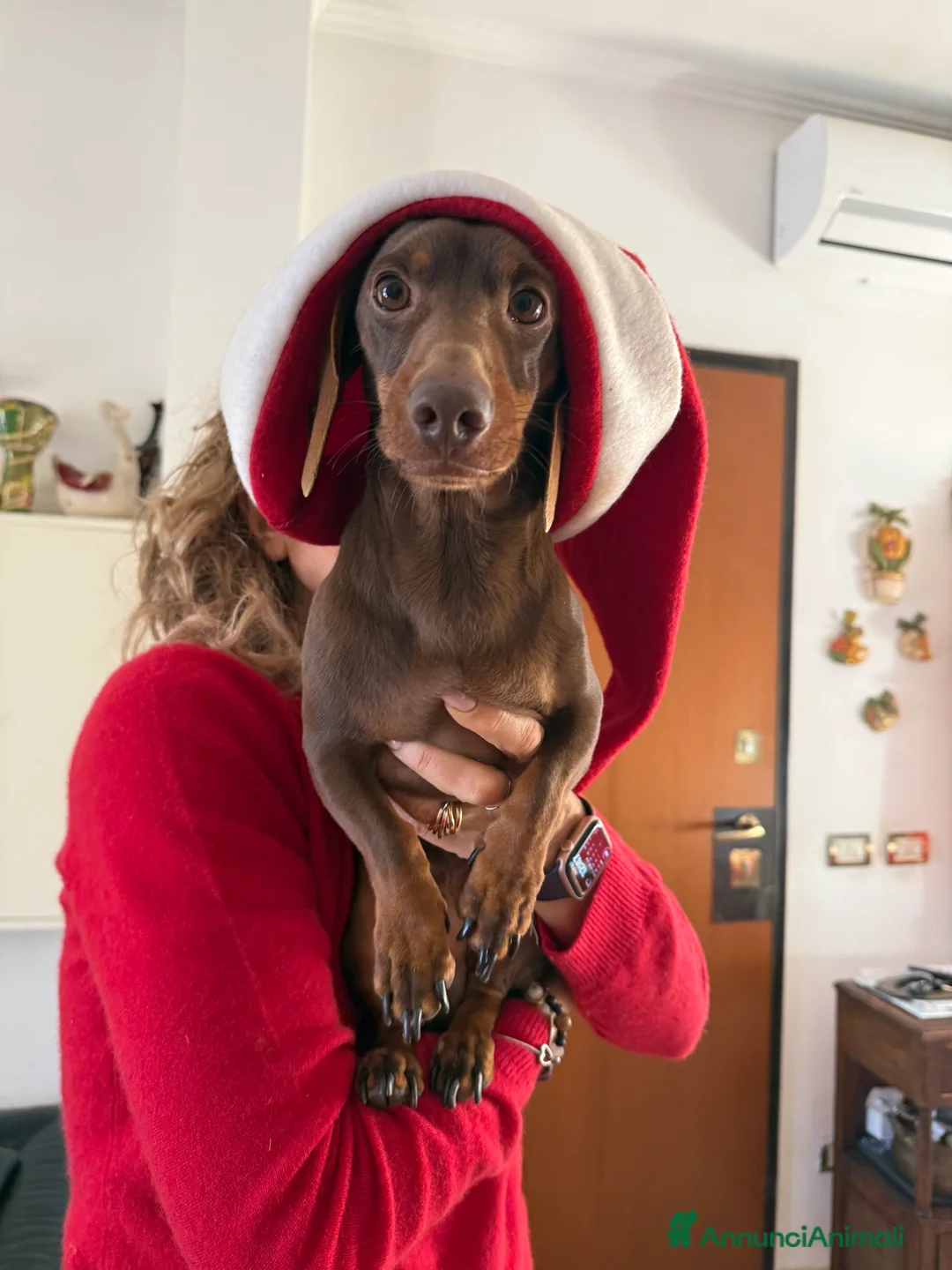 Bassotto cani per accoppiamento: Accoppiamento  - Annuncio 3