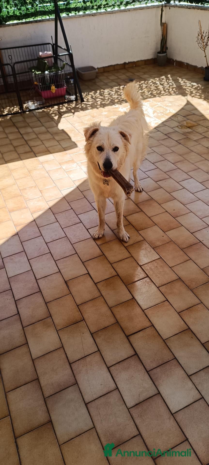Meticcio cani Loki cerca casa - Annuncio 1