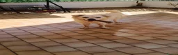 Meticcio cani in regalo: Loki cerca casa - Annuncio 1