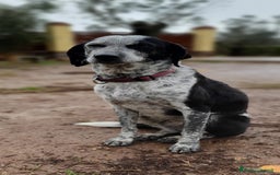 Segugio cani in regalo: VIRGINIA, una timida cagnolina  a Pomezia - Immagine 4