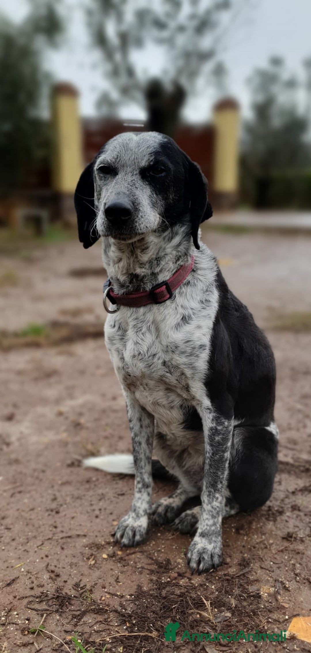 Segugio cani in regalo: VIRGINIA, una timida cagnolina  a Pomezia - Annuncio 4