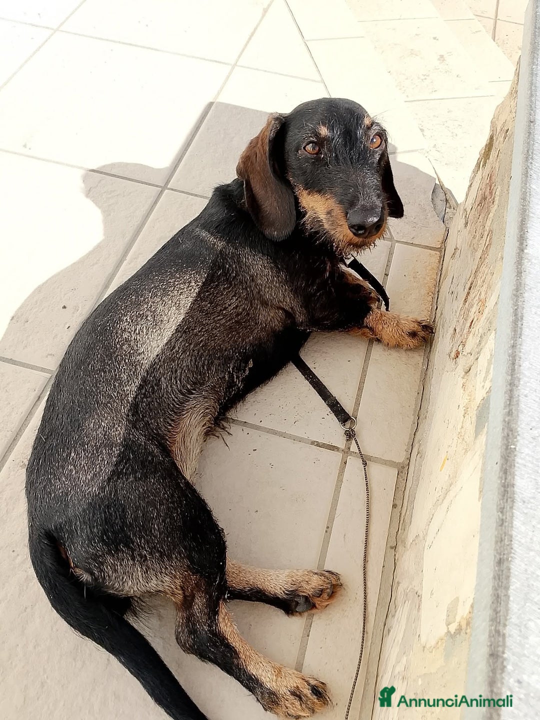 Bassotto cani in vendita: Bassotta 18 mesi taglia nana  - Annuncio 4