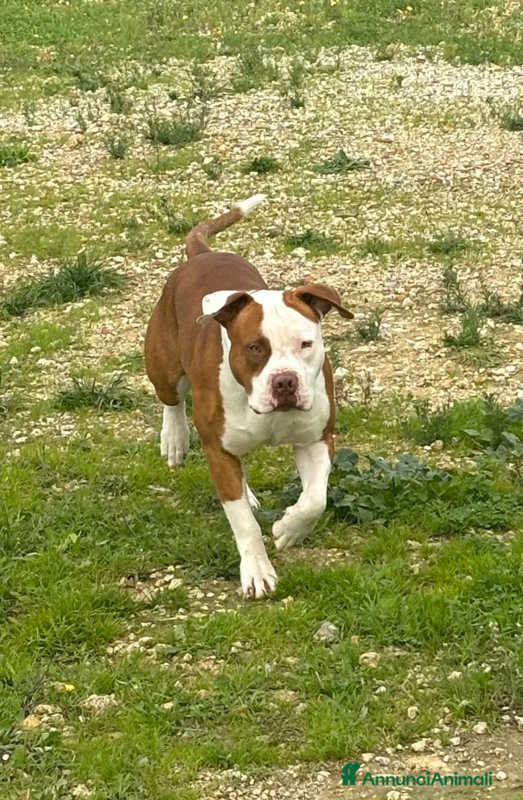 Pitbull cani in vendita: Cuccioli di Pit Bull con pedigree anche a rate - Annuncio 16