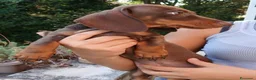 Bassotto Nano cani in vendita: Bassotto maschio color cioccolato nano - Annuncio 3