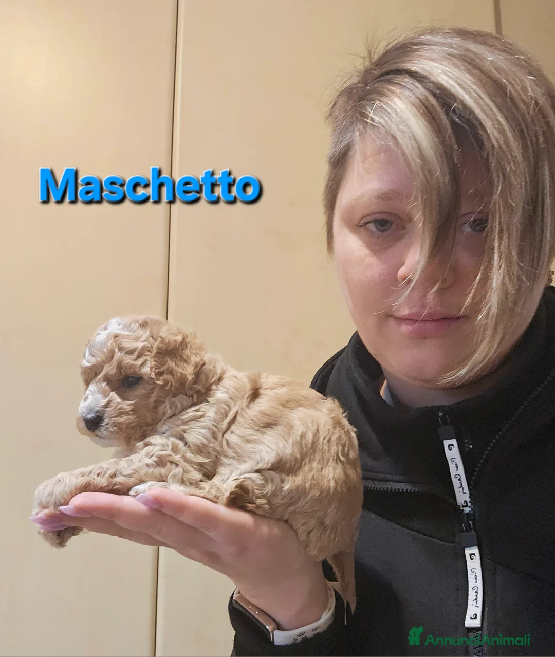 Maltipoo cani in vendita: Cuccioli maltipoo  - Annuncio 3