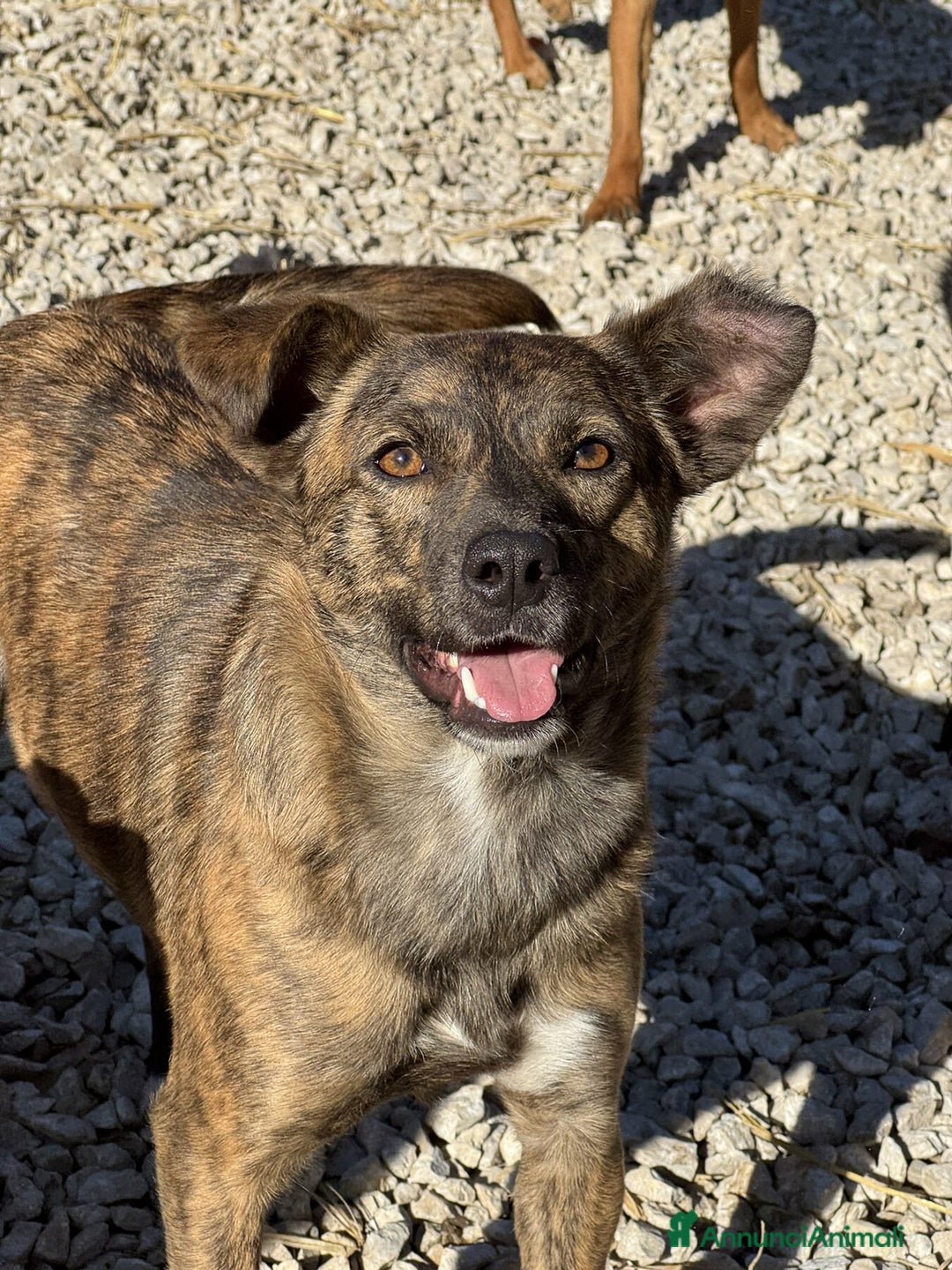 Meticcio cani in regalo: ALBA, TAGLIA PICCOLA cerca tante coccole! - Annuncio 3