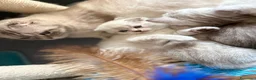 British gatti in vendita: Scottish fold sthrait - Annuncio 2
