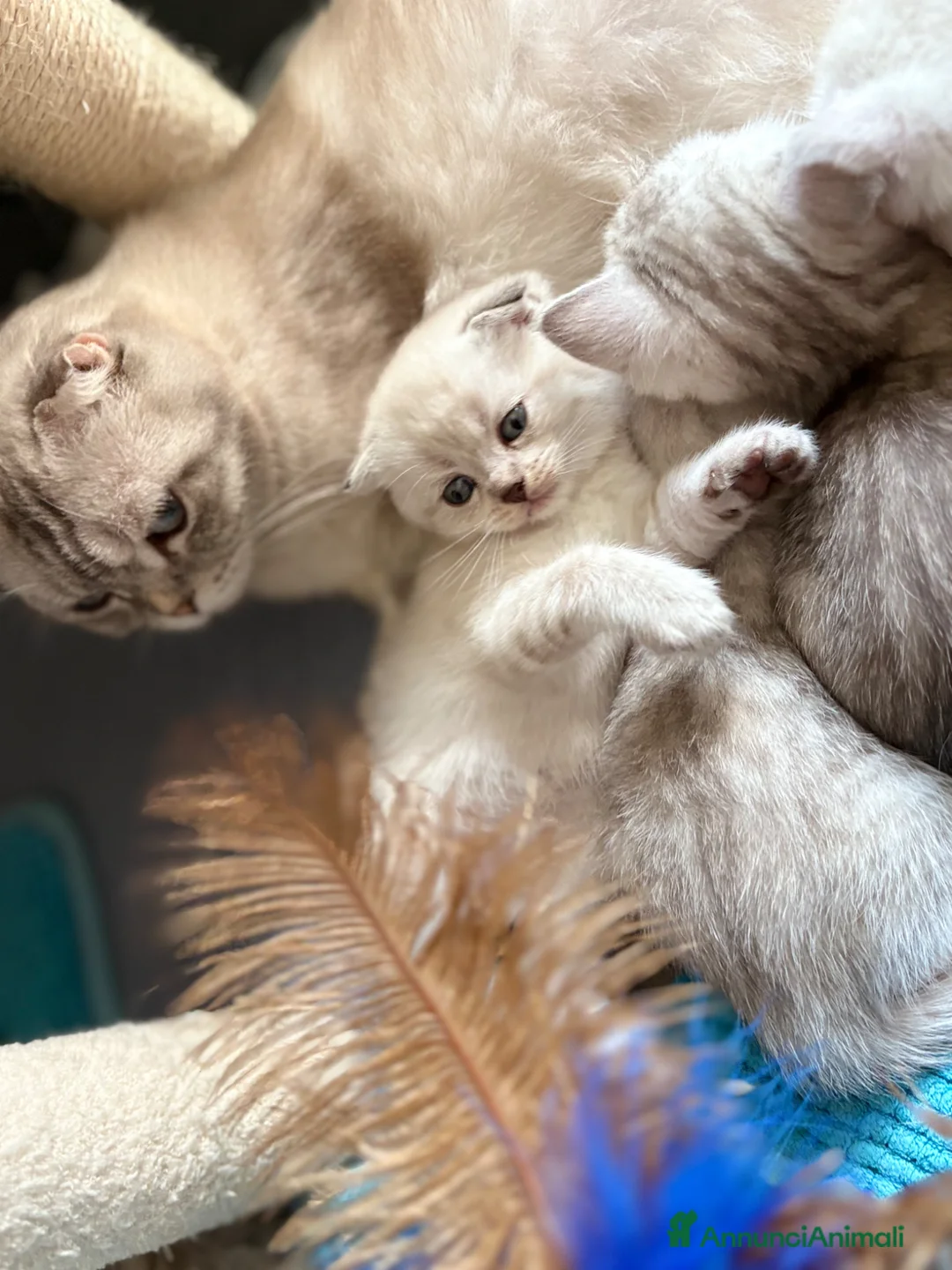 British gatti in vendita: Scottish fold sthrait - Annuncio 2