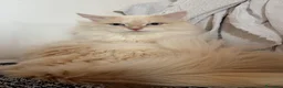 Siberiano gatti per accoppiamento: Gatto siberiano disponibile per Monta con Pedigree a Provincia di Verona - Annuncio 8