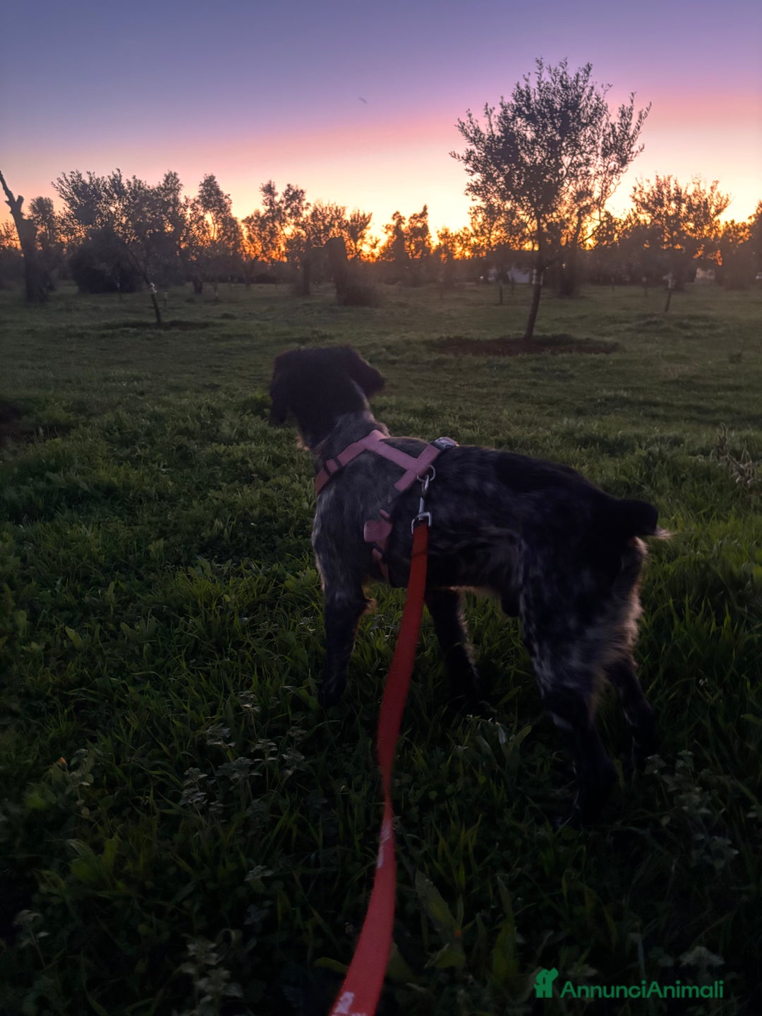 Breton cani in regalo: ADOZ.del cuore:dolcissimo vuole una famiglia  sua! - Annuncio 6