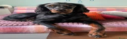 Setter Gordon cani in vendita: ULTIMO splendido cucciolo MASCHIO di Setter Gordon - Annuncio 4