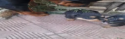 Rottweiler cani in regalo: Cuccioli rottweiler incrocio pastore siciliano  a Libero consorzio comunale di Siracusa - Annuncio 3
