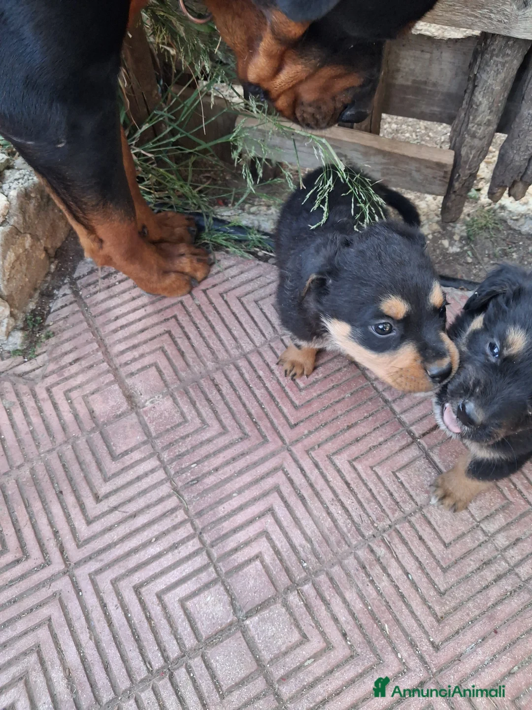 Rottweiler cani in regalo: Cuccioli rottweiler incrocio pastore siciliano  a Libero consorzio comunale di Siracusa - Annuncio 3