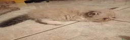 Persiano gatti in vendita: Gattino persiano a pelo lungo - Annuncio 2