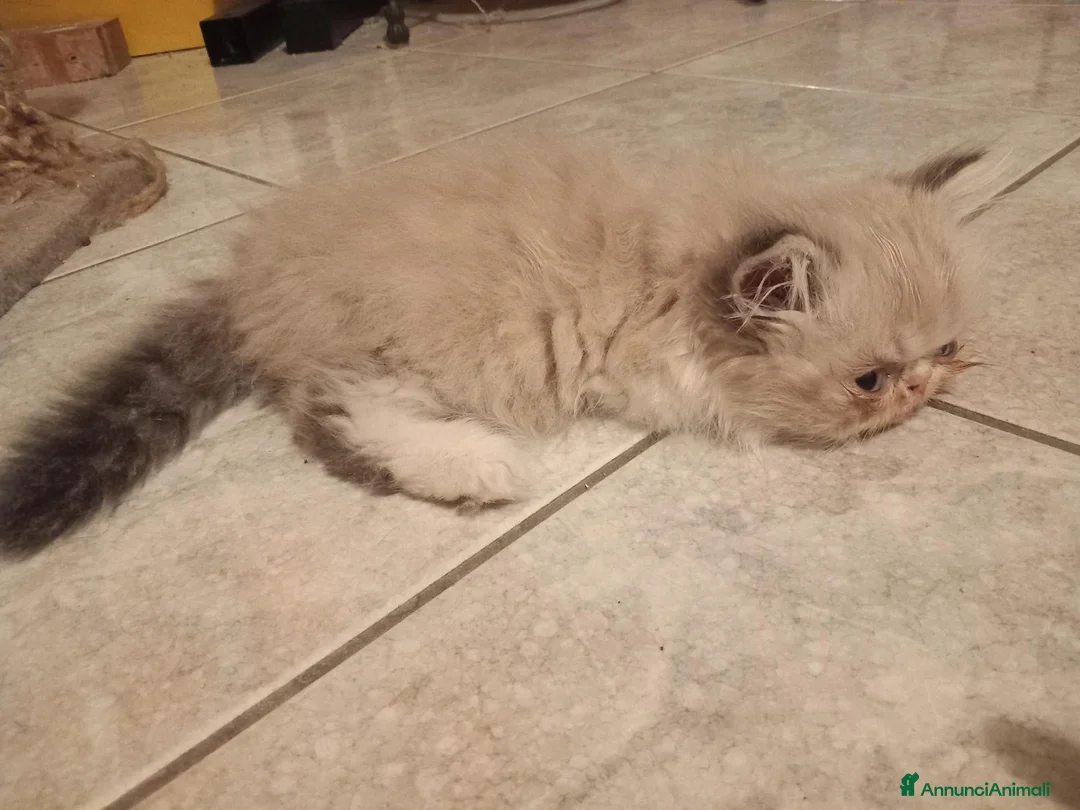 Persiano gatti in vendita: Gattino persiano a pelo lungo - Annuncio 2