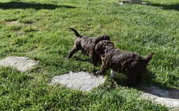 Lagotto cani in vendita: CUCCIOLI DI LAGOTTO ROMAGNOLO – DISPONIBILI SUBITO a Provincia di Pistoia - Immagine 2