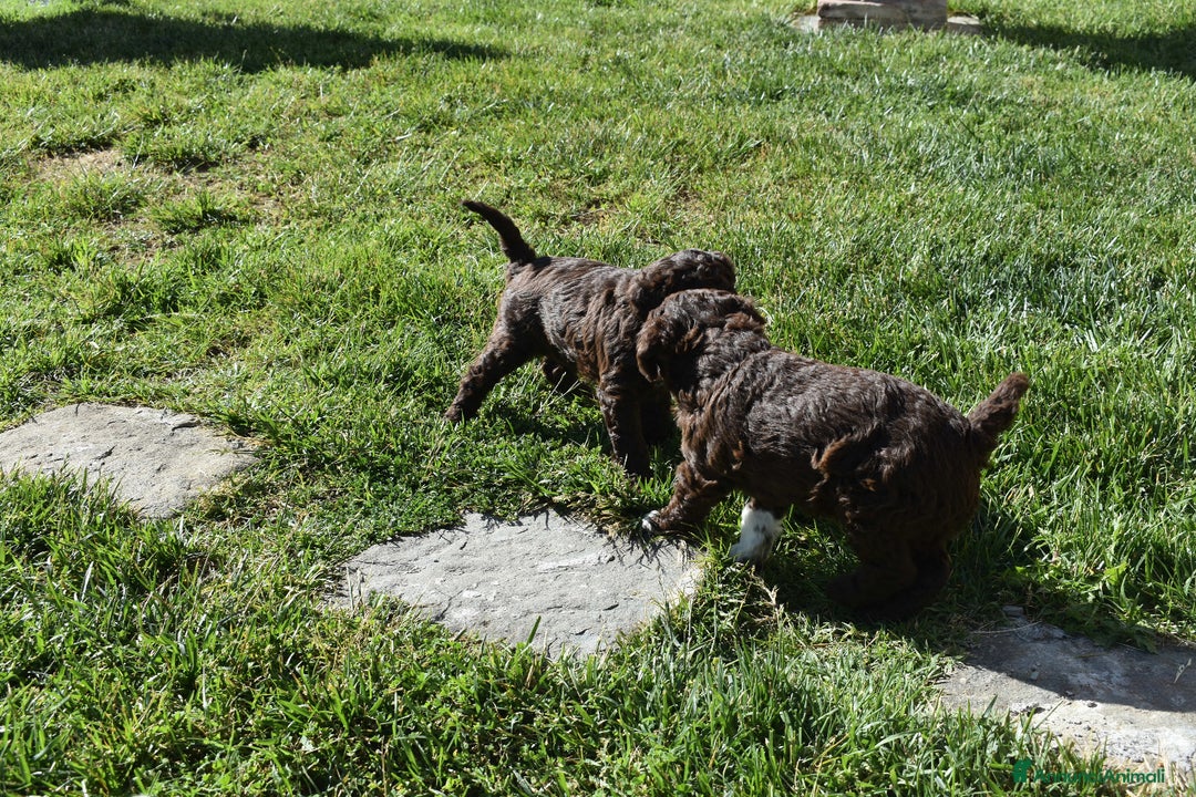 Lagotto cani in vendita: CUCCIOLI DI LAGOTTO ROMAGNOLO – DISPONIBILI SUBITO a Provincia di Pistoia - Immagine 2