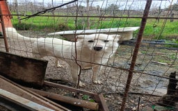 Meticcio cani in regalo: LUCKY a Provincia di Avellino - Immagine 3