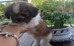 Shih Tzu cani in vendita: Cucciolo di shihtzu con pedegree - Immagine 3