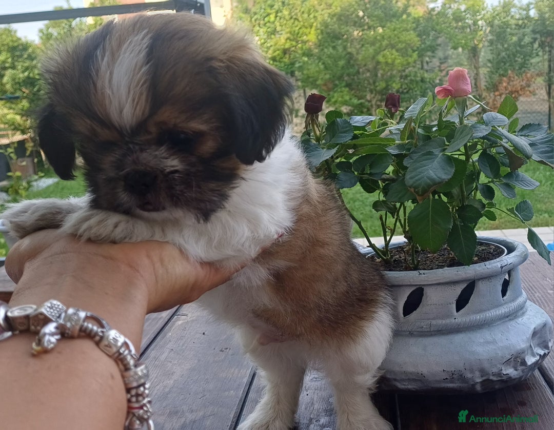 Shih Tzu cani in vendita: Cucciolo di shihtzu con pedegree - Immagine 3