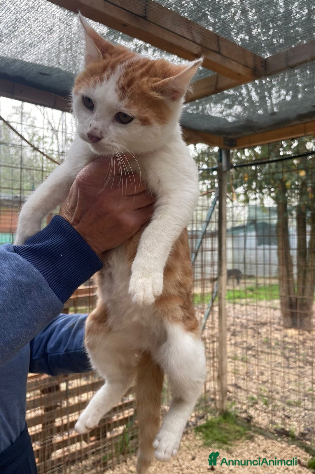 Meticcio gatti in regalo: DOLCISSIMO GATTINO : POOH - Annuncio 7