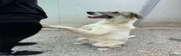 Meticcio cani in regalo: Maya: bellissima principessa taglia grande  - Annuncio 10