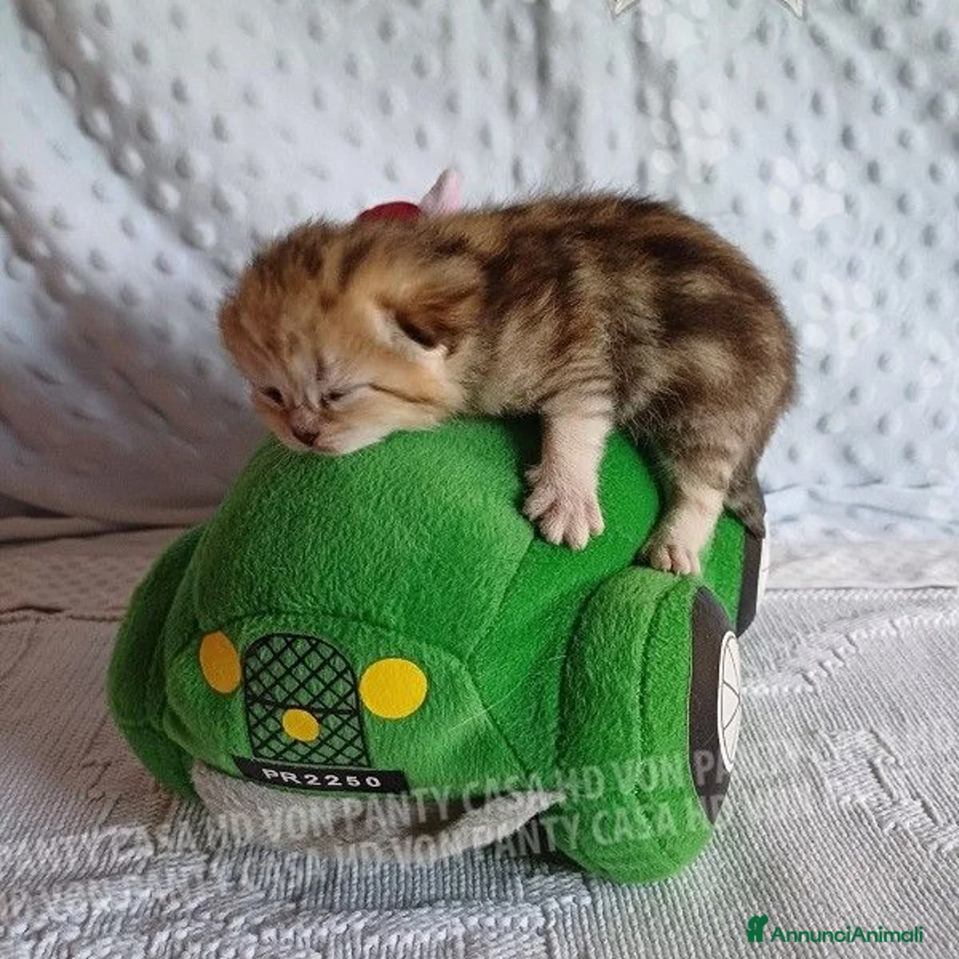 Scottish gatti in vendita: Cuccioli Scottish Fold e Straight a Provincia di Reggio Emilia - Annuncio 2