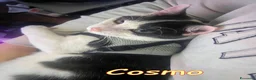 Europeo gatti in regalo: Cosmo, il micetto più  dolce del mondo - Annuncio 3