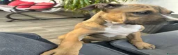 Pitbull cani in vendita: pitbull - Annuncio 4