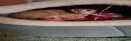 Europeo gatti in regalo: Ribes e Yoghi, bellissimi fratellini - Annuncio 6